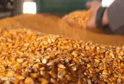 USAID AГРО опублікував перелік отримувачів насіння кукурудзи