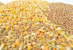USDA покращив прогноз виробництва та експорту кукурудзи та пшениці в Україні