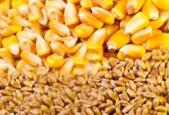 USDA оновив прогноз виробництва та експорту пшениці й кукурудзи