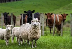 ДАР приймає заявки на отримання дотацій для утримання поголів’я корів, кіз та овець