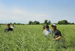 В Агро-Регіон затвердили сівозміну на наступний сезон – площі під озимим ріпаком збільшили на 40%