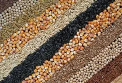 Сільгоспвиробники Чернігівщини нарощують валове виробництво продукції