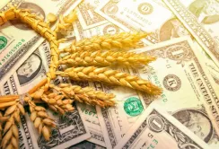 Внаслідок експорту зерна дешевше ринкової ціни Україна втратила $550 млн валютної виручки
