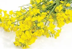 Аналітики прогнозують вдалий сезон для ріпаку