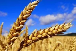 Ініціатива з безпечного транспортування агропродукції через Чорне море продовжена ще на 120 днів