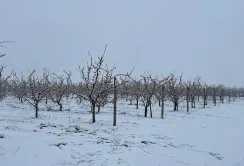 На Вінниччині весняні заморозки пошкодили абрикоси і персики