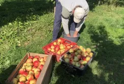 В Ужгородському районі всі охочі можуть назбирати яблук у відкритому саду
