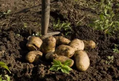 Аграрії Рівненщини викопали картоплю та зібрали овочеві культури