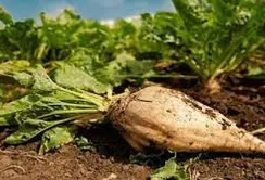Цукровий сезон на Вінниччині розпочався раніше