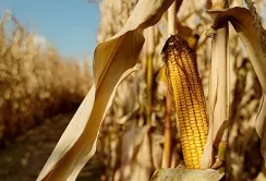 Посуха на Вінниччині: аграрії недорахуються 40% врожаю кукурудзи