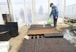 На Вінниччині взялись за вирощування овочів