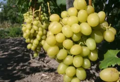 Виноградарі SHABO зібрали близько 5,5 тисяч тонн винограду