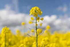 Виробництво біодизелю в Україні — далі розмов справа не йде