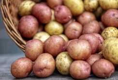 Наступного року картоплярі можуть скоротити виробництво