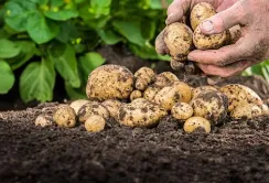 Досягнення українських виробників картоплі необхідно розвивати далі, – Тарас Висоцький