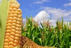Прогноз виробництва кукурудзи в Україні знову переглянули в бік збільшення