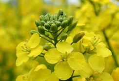 Очікується, що виробництво ріпаку в ЄС впаде на 14% нижче минулорічного рівня