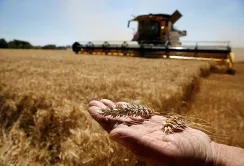 Незважаючи на зміну клімату, виробництво сільськогосподарської продукції зростає, а ціни падають