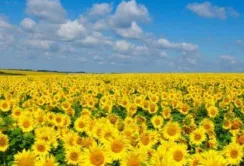 Виробництво високоолеїнового соняшника в Україні: тенденції та перспективи