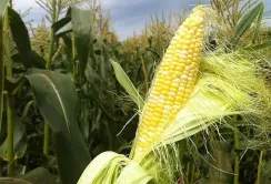 Польські виробники кукурудзи отримають від Єврокомісії €230 млн