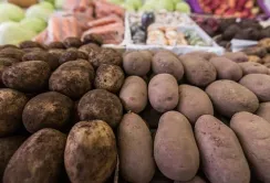 Виробники змушені знижувати ціни на картоплю