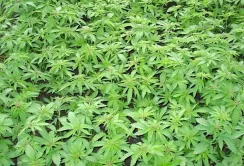 В цьому році площі під коноплями можуть зрости до 8 000 га