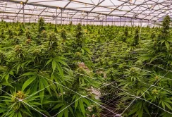 Для вирощування коноплі підприємства мають отримати ліцензію