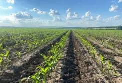 Негативні чинники 2022 року призвели до зростання собівартості вирощування кукурудзи щонайменше на 40%
