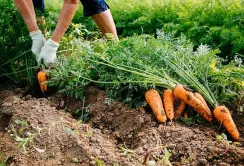 Українські фермери змогли за рік відновити вирощування овочів