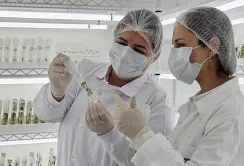 Бразильська компанія розпочала експерименти по вирощуванню батату на нуту в космосі