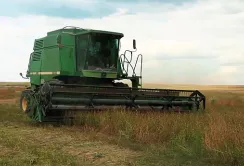 На Одещині вирощують на солончаках лікарські рослини та люцерну