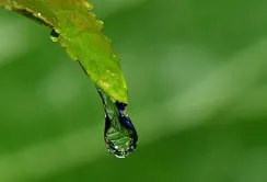 Вчені розробили пристрій для визначення нестачі води у рослин