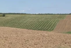 Поляк інвестував мільйони у Волинь, а урожай зібрати не може
