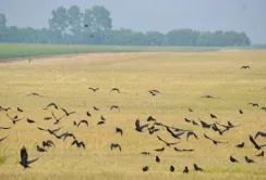 На Хмельниччині ворони з’їли 10 га кукурудзи