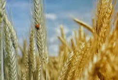 Держпродслужба інформує про фітосанітарний стан рослин