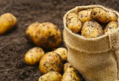 Європейські фермери можуть відмовитись від вирощування картоплі у новому сезоні