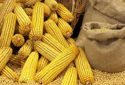 Значно менший, ніж торік, врожай кукурудзи, вплине на діяльність агровиробників, – Денис Марчук