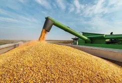 Україна в 2025 році збільшить врожай зернових та олійних до 80 млн т, – міністр