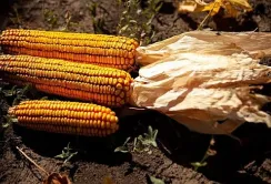 Аналітики знизили прогноз виробництва кукурудзи в ЄС