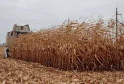 На Івано-Франківщині завершуються жнива