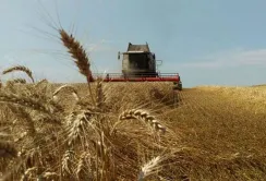 Врожайність культур зростає протягом останніх шістдесяти років, – дослідження
