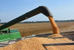 Хмельниччина продовжує утримувати лідерство за врожайністю зернових культур