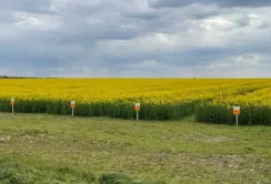 На Черкащині селекціонери підготували демо ділянку із гібридами озимого ріпаку