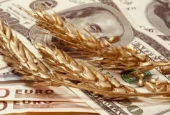 Нацбанк підрахував можливі втрати валютної виручки від обмеження експорту агропродукції