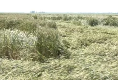 Дощі на Черкащині можуть спричинити втрати врожаю