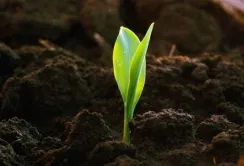 Українські фермери можуть взяти участь в програмі вуглецевого землеробства
