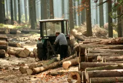 В Україні незаконно вирубали 24 тис кубометрів лісу у 2015 році