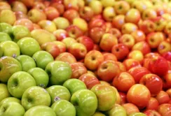 Ціна на яблука нового врожаю нижче минулорічної та продовжує знижуватись