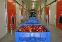 В контрольованих умовах яблука можуть зберігатись кілька років