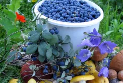 Нідерланди зацікавлені в українських нішевих продуктах